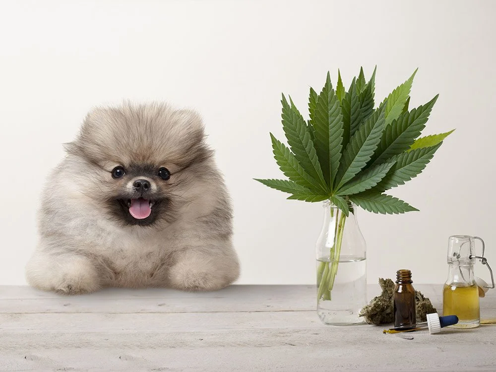 chien cannabis