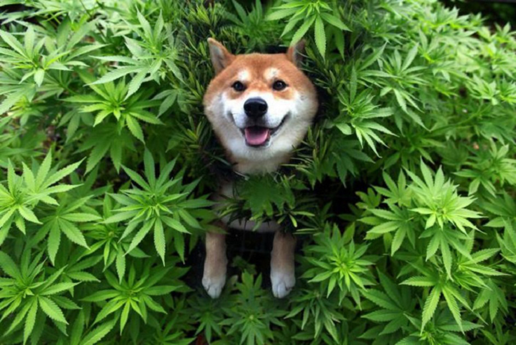 chien cannabis